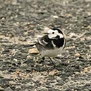 White Wagtail (yarrellii)