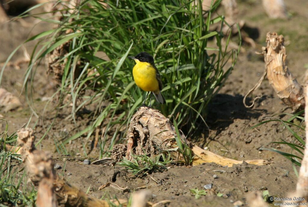 Western Yellow Wagtail (feldegg) male adult breeding