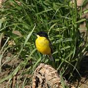 Western Yellow Wagtail (feldegg)