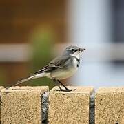 Cape Wagtail