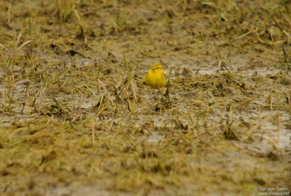 Western Yellow Wagtail (flavissima) male adult breeding, walking