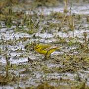 Western Yellow Wagtail (flavissima)