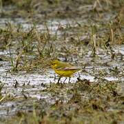 Western Yellow Wagtail (flavissima)