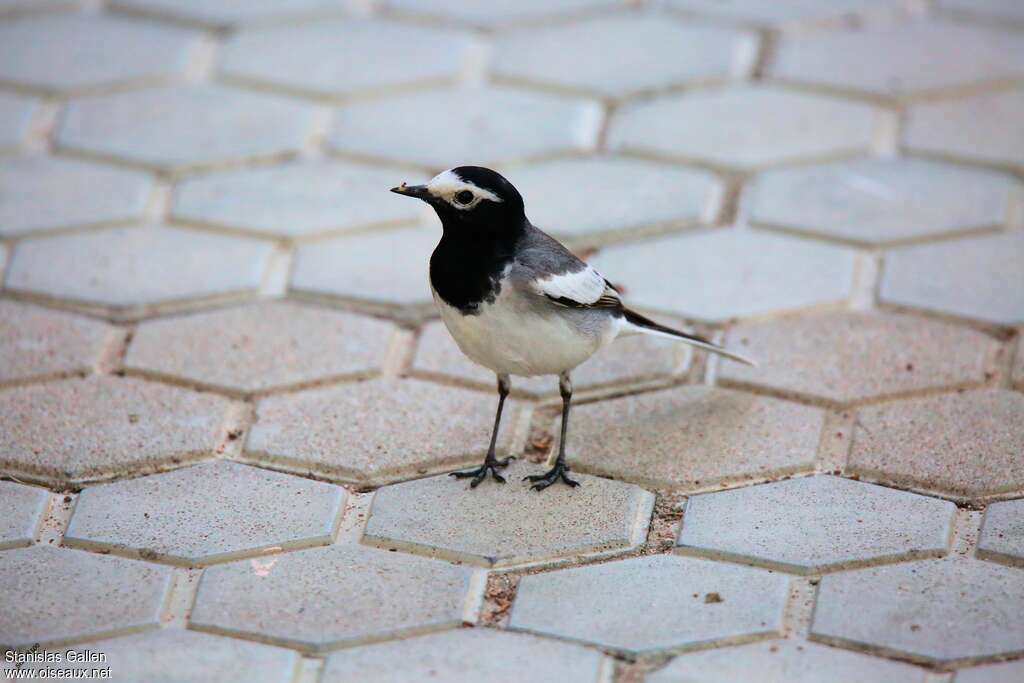 White Wagtailadult breeding, walking