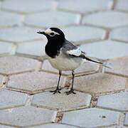 White Wagtail