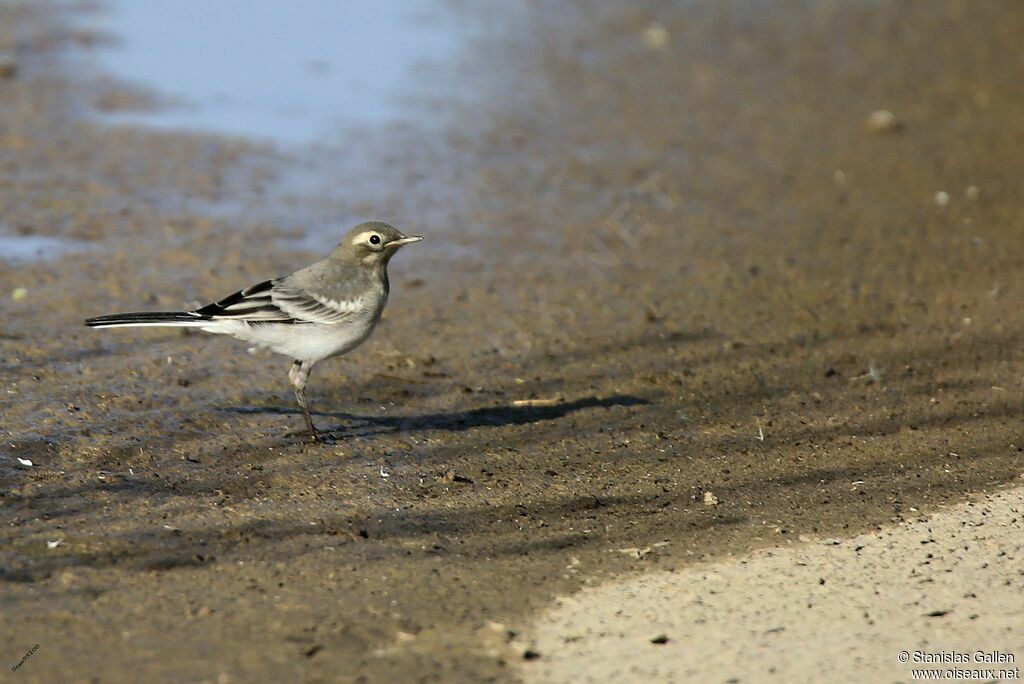 White Wagtailjuvenile, walking