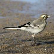 White Wagtail