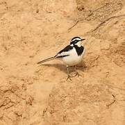 African Pied Wagtail