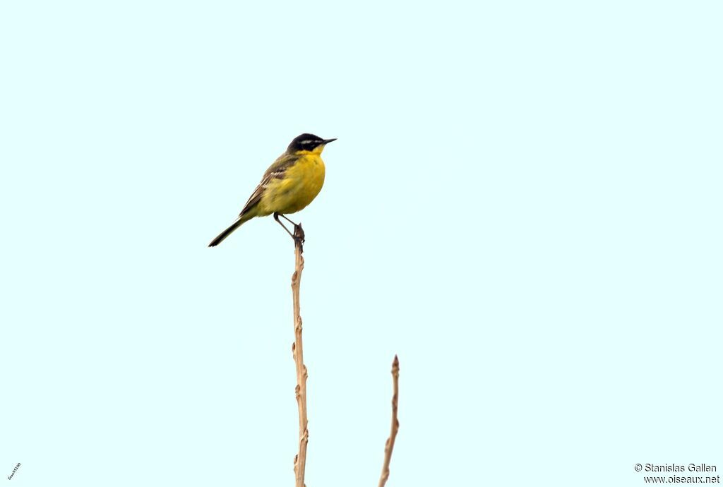 Western Yellow Wagtail male adult breeding