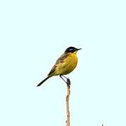 Western Yellow Wagtail