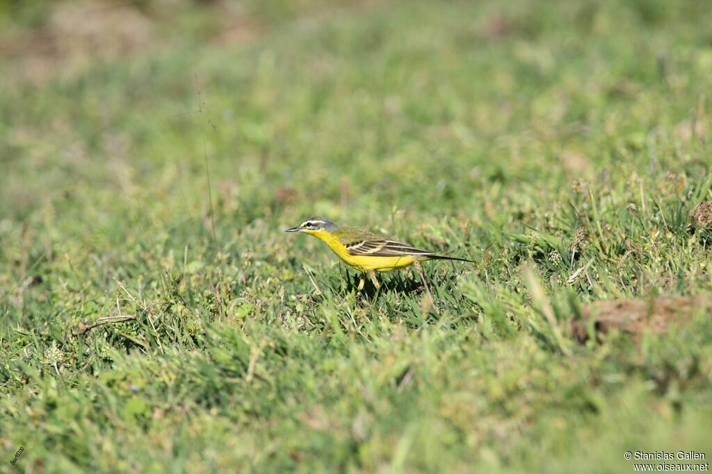 Western Yellow Wagtail male adult breeding, walking