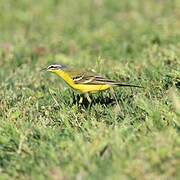 Western Yellow Wagtail