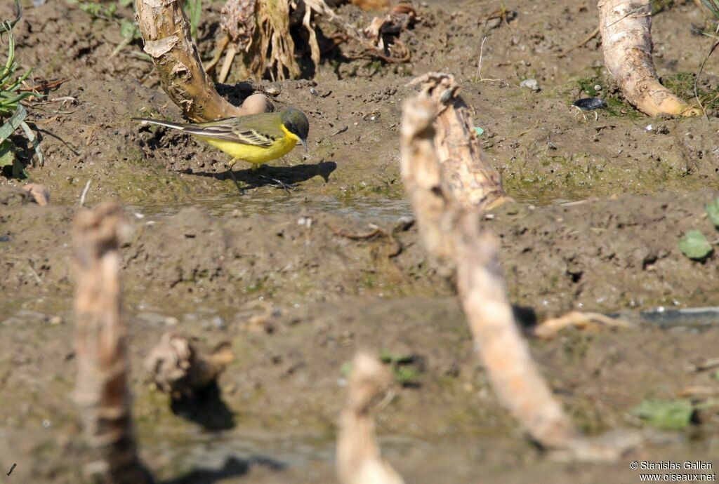 Western Yellow Wagtail male adult