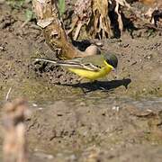 Western Yellow Wagtail