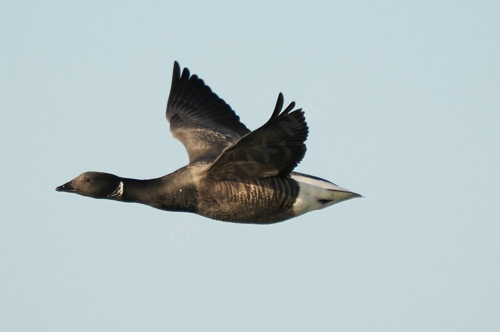 Brant Gooseadult breeding