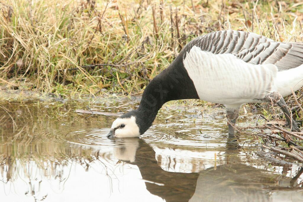 Barnacle Goose