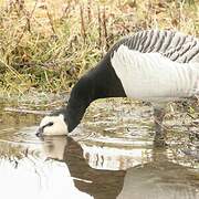 Barnacle Goose