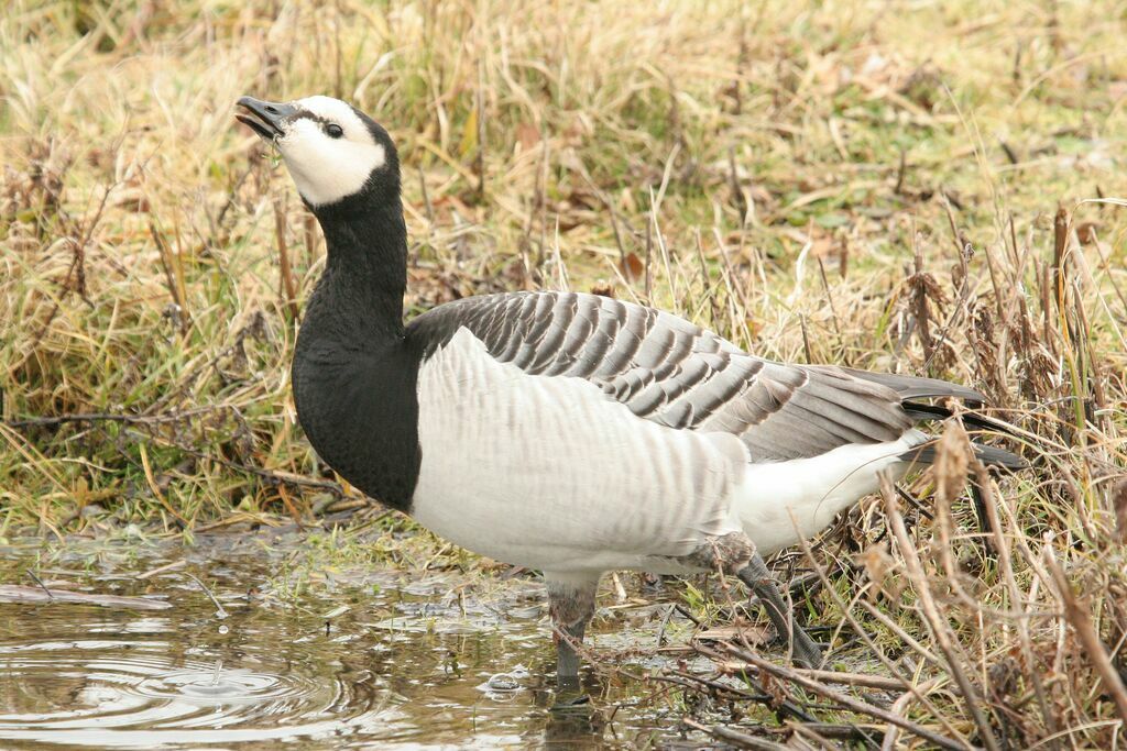 Barnacle Gooseadult breeding