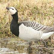 Barnacle Goose