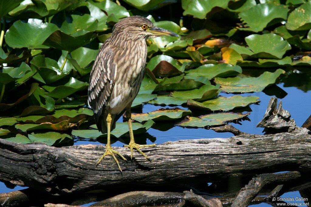 Black-crowned Night HeronFirst year