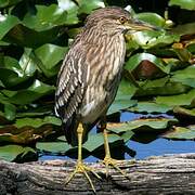 Black-crowned Night Heron