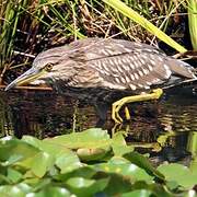 Black-crowned Night Heron