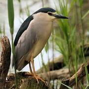 Black-crowned Night Heron