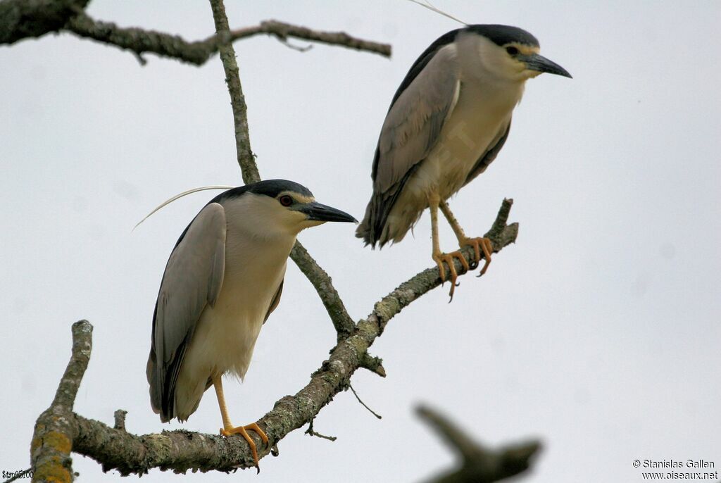 Black-crowned Night Heronadult breeding