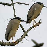 Black-crowned Night Heron