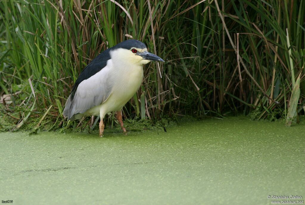 Black-crowned Night Heronadult, close-up portrait