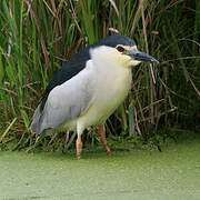 Black-crowned Night Heron