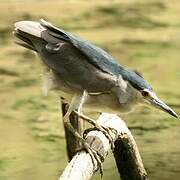 Black-crowned Night Heron