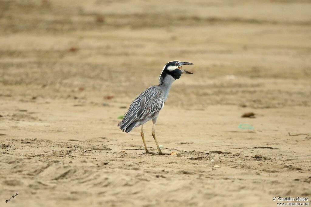 Yellow-crowned Night Heronadult breeding