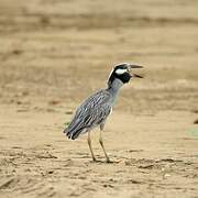 Yellow-crowned Night Heron