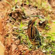 Dwarf Bittern