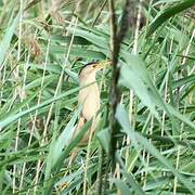 Little Bittern