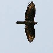 European Honey Buzzard