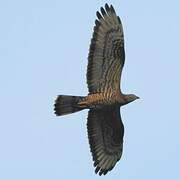 European Honey Buzzard