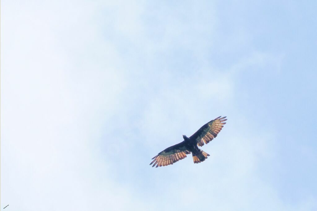 Crested Honey Buzzardadult, Flight