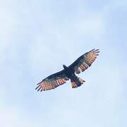 Crested Honey Buzzard