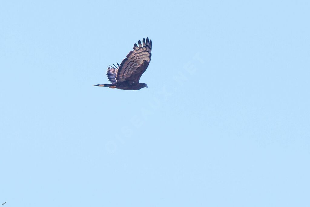 Crested Honey Buzzardadult