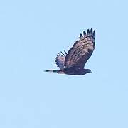 Crested Honey Buzzard