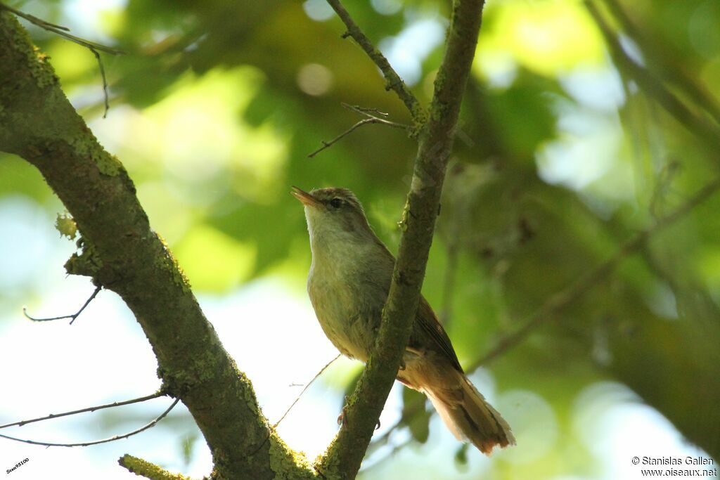 Cetti's Warbleradult, Reproduction-nesting