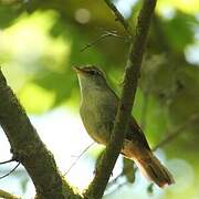 Cetti's Warbler