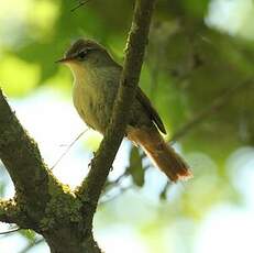 Bouscarle de Cetti