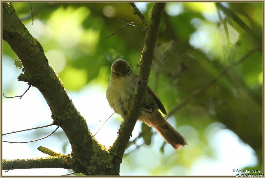 Cetti's Warbler