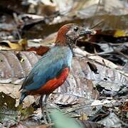 Papuan Pitta