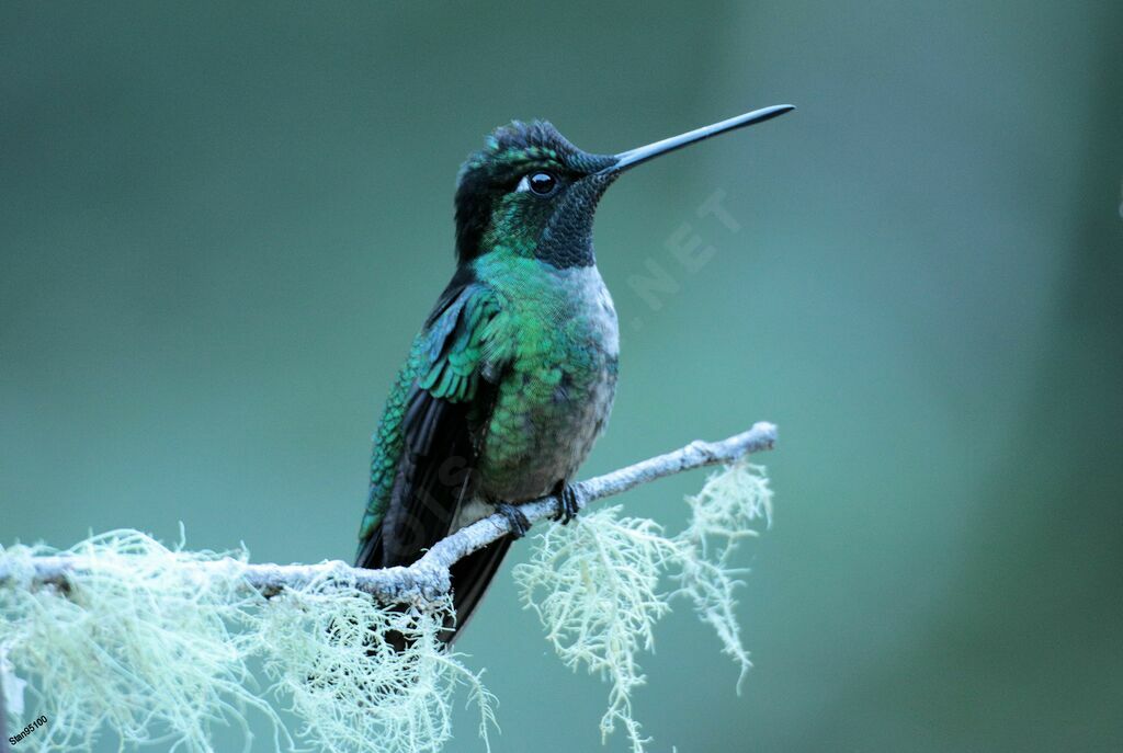 Green-crowned Brilliant male adult breeding, close-up portrait