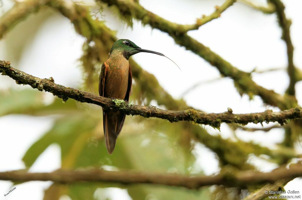 Fawn-breasted Brilliantadult