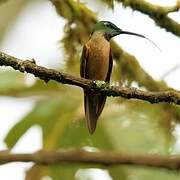 Fawn-breasted Brilliant